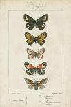 Pauquet Butterflies I-Pauquet-Framed Art Print