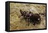 Paussus Sp. (Myrmecophilous Beetle, Ground Beetle)-Paul Starosta-Framed Stretched Canvas