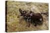 Paussus Sp. (Myrmecophilous Beetle, Ground Beetle)-Paul Starosta-Stretched Canvas