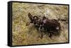 Paussus Sp. (Myrmecophilous Beetle, Ground Beetle)-Paul Starosta-Framed Stretched Canvas