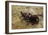 Paussus Sp. (Myrmecophilous Beetle, Ground Beetle)-Paul Starosta-Framed Photographic Print