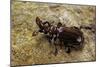 Paussus Sp. (Myrmecophilous Beetle, Ground Beetle)-Paul Starosta-Mounted Photographic Print