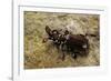 Paussus Sp. (Myrmecophilous Beetle, Ground Beetle)-Paul Starosta-Framed Photographic Print