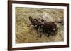 Paussus Sp. (Myrmecophilous Beetle, Ground Beetle)-Paul Starosta-Framed Photographic Print