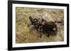 Paussus Sp. (Myrmecophilous Beetle, Ground Beetle)-Paul Starosta-Framed Photographic Print