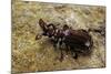 Paussus Sp. (Myrmecophilous Beetle, Ground Beetle)-Paul Starosta-Mounted Photographic Print