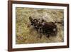 Paussus Sp. (Myrmecophilous Beetle, Ground Beetle)-Paul Starosta-Framed Photographic Print