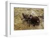 Paussus Sp. (Myrmecophilous Beetle, Ground Beetle)-Paul Starosta-Framed Photographic Print