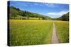 Paved Footpath across Buttercup Meadows at Muker-Mark Sunderland-Stretched Canvas