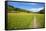 Paved Footpath across Buttercup Meadows at Muker-Mark Sunderland-Framed Stretched Canvas