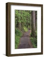 Paved pathway through forest, Columbia River Gorge, Oregon-Adam Jones-Framed Photographic Print