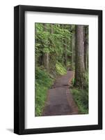 Paved pathway through forest, Columbia River Gorge, Oregon-Adam Jones-Framed Photographic Print