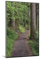 Paved pathway through forest, Columbia River Gorge, Oregon-Adam Jones-Mounted Photographic Print