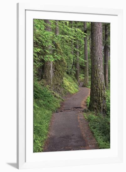 Paved pathway through forest, Columbia River Gorge, Oregon-Adam Jones-Framed Photographic Print