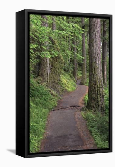 Paved pathway through forest, Columbia River Gorge, Oregon-Adam Jones-Framed Stretched Canvas