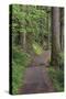 Paved pathway through forest, Columbia River Gorge, Oregon-Adam Jones-Stretched Canvas
