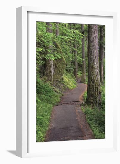 Paved pathway through forest, Columbia River Gorge, Oregon-Adam Jones-Framed Photographic Print