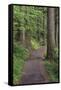 Paved pathway through forest, Columbia River Gorge, Oregon-Adam Jones-Framed Stretched Canvas