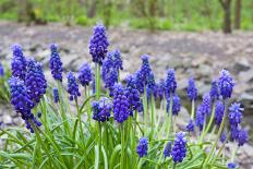 Bush of Blue Muscari Flowers-pavel klimenko-Photographic Print