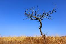 Leafless Tree on Meadow against Blue Sky Background-pavel klimenko-Photographic Print