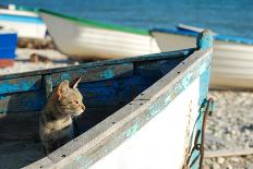 Cat on Old Boat Looking towards to the Sea-PavelGR-Photographic Print