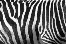 Photo Of A Zebra Texture Black And White-Pavelmidi-Stretched Canvas