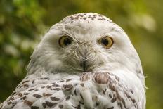 Portrait  White Snow Owl - Open Eyes-Pavelmidi-Photographic Print