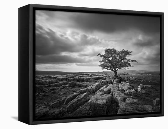 Pavement and Tree I-Martin Henson-Framed Stretched Canvas