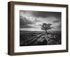 Pavement and Tree I-Martin Henson-Framed Art Print