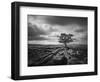 Pavement and Tree I-Martin Henson-Framed Art Print