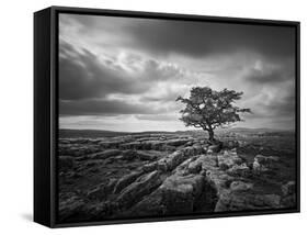 Pavement and Tree I-Martin Henson-Framed Stretched Canvas