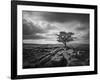 Pavement and Tree I-Martin Henson-Framed Art Print