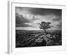 Pavement and Tree I-Martin Henson-Framed Art Print