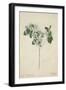 Pavetta Indica Linn, 1800-10-null-Framed Giclee Print