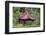 Pavilion inside Shilin Official Residence, Taipei, Taiwan-Keren Su-Framed Photographic Print