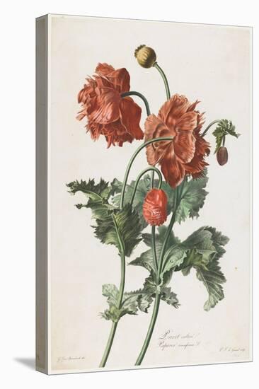 Pavot Cultive, from Fleurs Dessinees D'Apres Nature, C. 1800-Gerard Van Spaendonck-Stretched Canvas