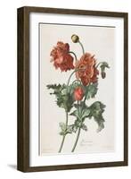 Pavot Cultive, from Fleurs Dessinees D'Apres Nature, C. 1800-Gerard Van Spaendonck-Framed Giclee Print