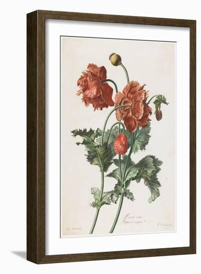 Pavot Cultive, from Fleurs Dessinees D'Apres Nature, C. 1800-Gerard Van Spaendonck-Framed Giclee Print