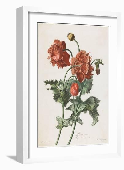 Pavot Cultive, from Fleurs Dessinees D'Apres Nature, C. 1800-Gerard Van Spaendonck-Framed Giclee Print