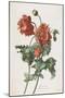 Pavot Cultive, from Fleurs Dessinees D'Apres Nature, C. 1800-Gerard Van Spaendonck-Mounted Giclee Print