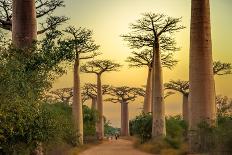 Avenida De Baobab at Sunset-pawopa3336-Photographic Print