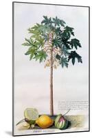 Pawpaw Tree, 1742-Georg Dionysius Ehret-Mounted Giclee Print