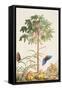 Pawpaw Tree-Georg Dionysius Ehret-Framed Stretched Canvas