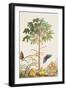 Pawpaw Tree-Georg Dionysius Ehret-Framed Giclee Print