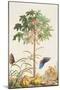 Pawpaw Tree-Georg Dionysius Ehret-Mounted Giclee Print