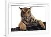 Paws Ahead - Pure-Staffan Widstrand-Framed Giclee Print