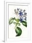 Gramercy White