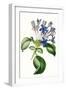 White Frame
