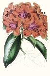 Plum Passion Flower-Paxton-Art Print
