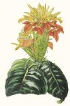 Paxton Tropicals II-Paxton-Art Print